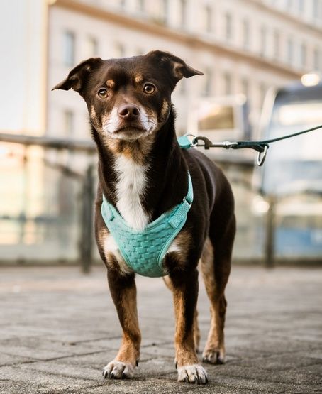 Bezuciskowe szelki dla psa z dwupaskową regulacją - Dingo M miętowe