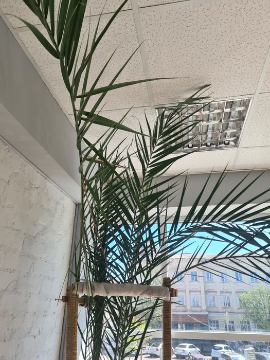 Фінікова пальма 40 років 3.5м