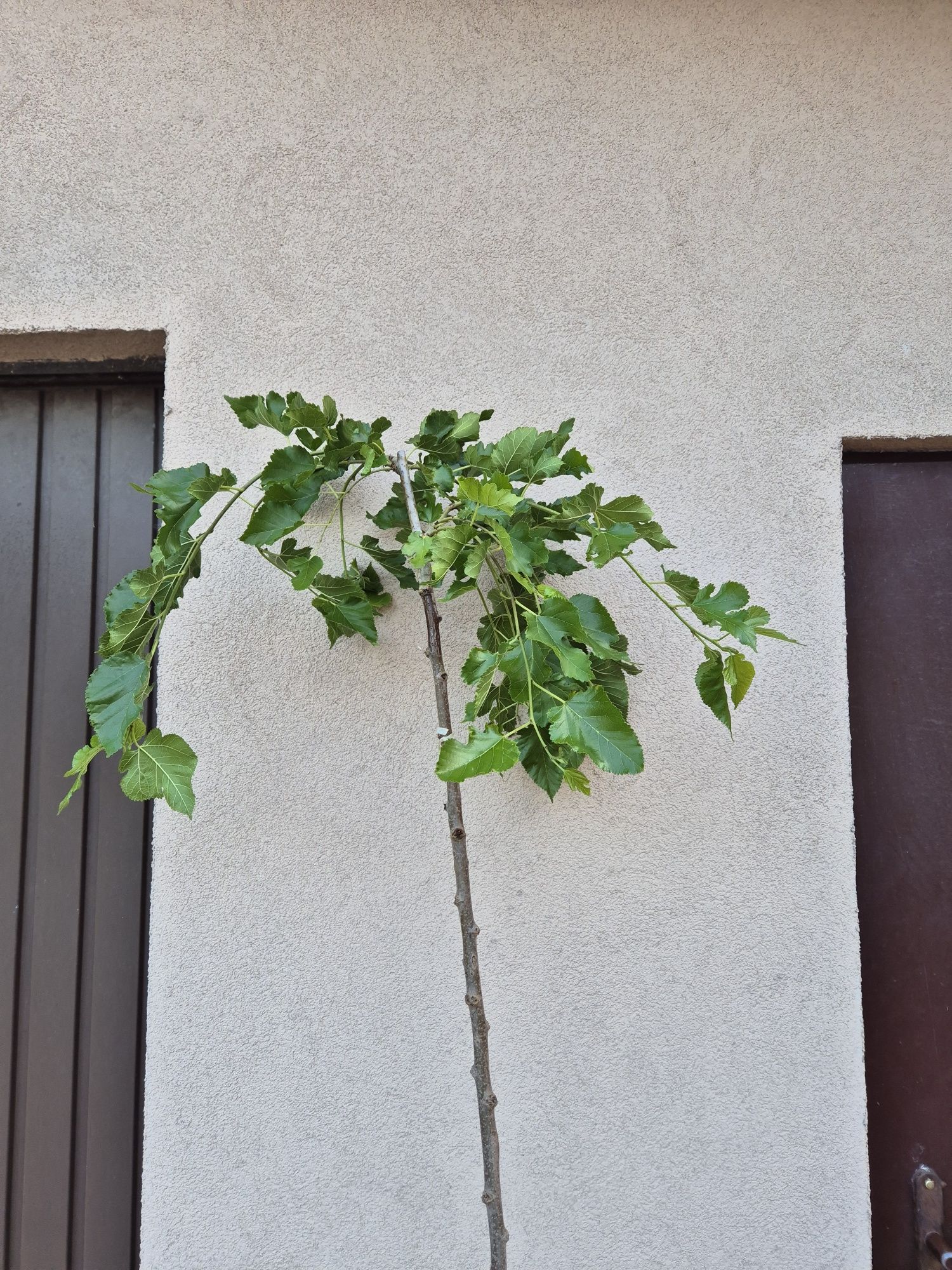 Morwa czarna pendula