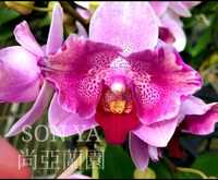 Орхідея метелик Scarlet