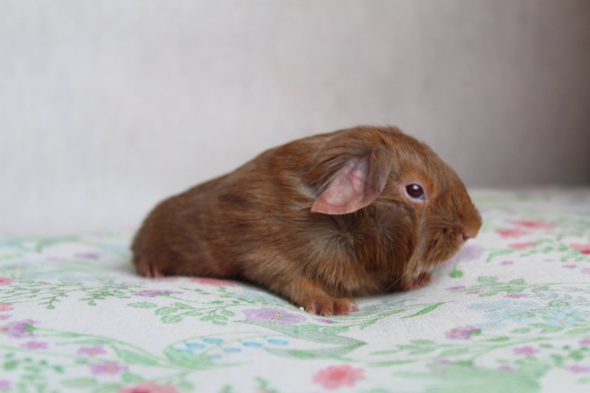 Śliczne świnki morskie,cavia domowa . Gotowe do odbioru