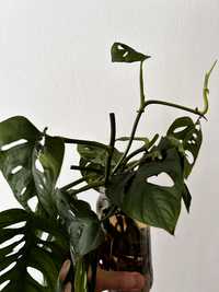 Monstera Adansonii