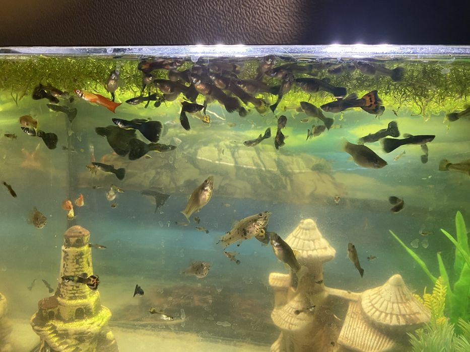 Sprzedam rybki akwariowe, akwarium całość