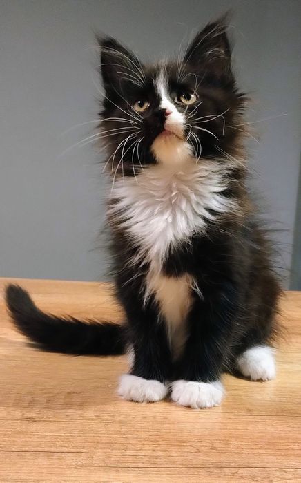 Domino uroczy chłopak Maine coon