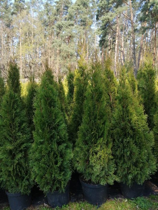 Tuja Thuja Szmaragd 120-130cm Doniczka 7,5L