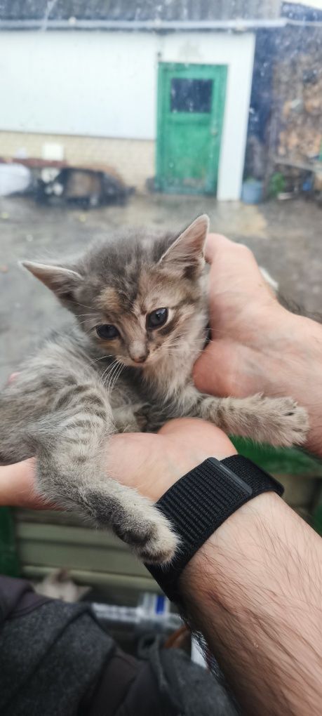 Кошенята в добрі руки