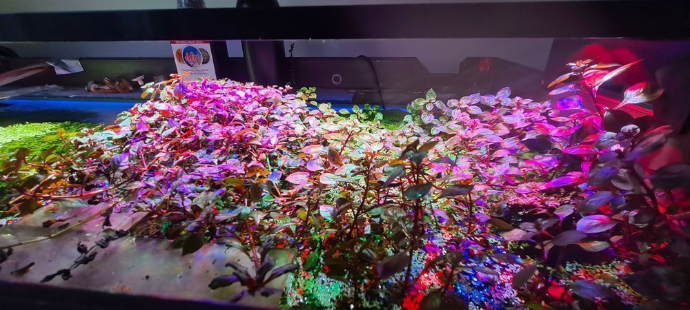 Lampa oświetlenia Power LED do akwarium 120 cm - Firma - Gwarancja