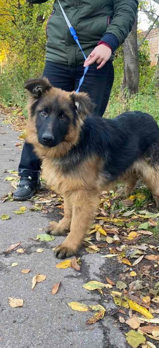 Німецька вівчарка довгошерстна