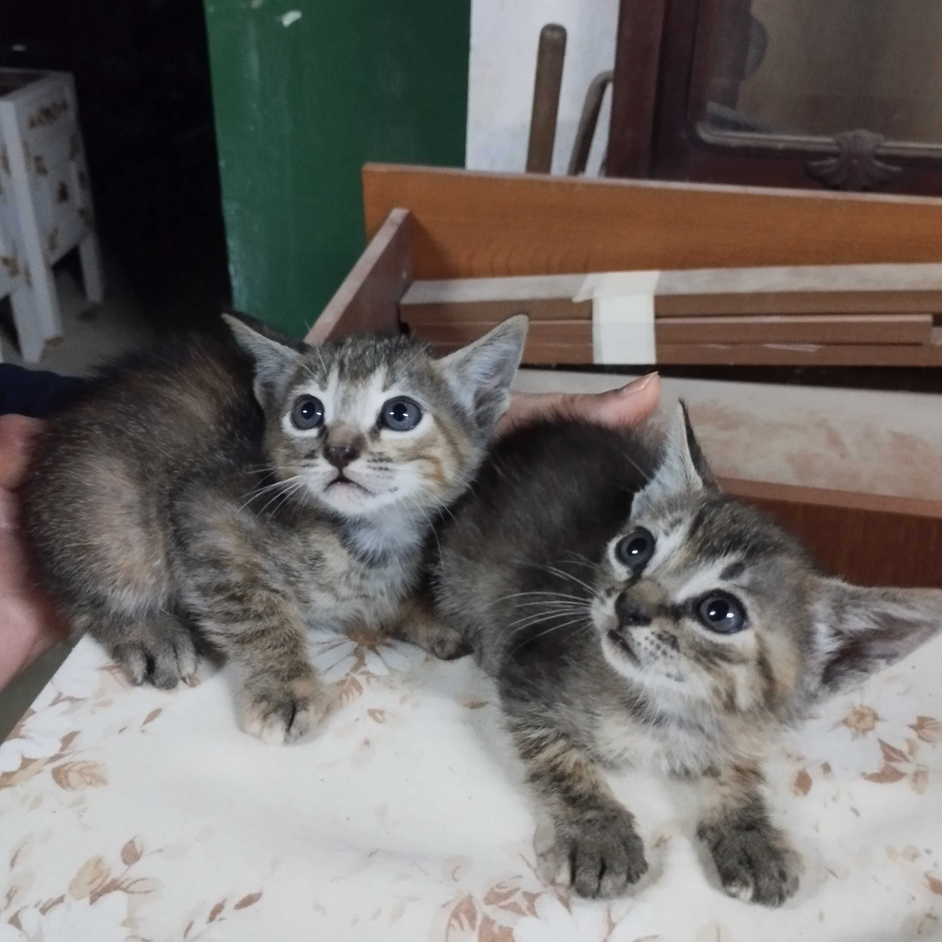 Gatinhos bebés para adopção