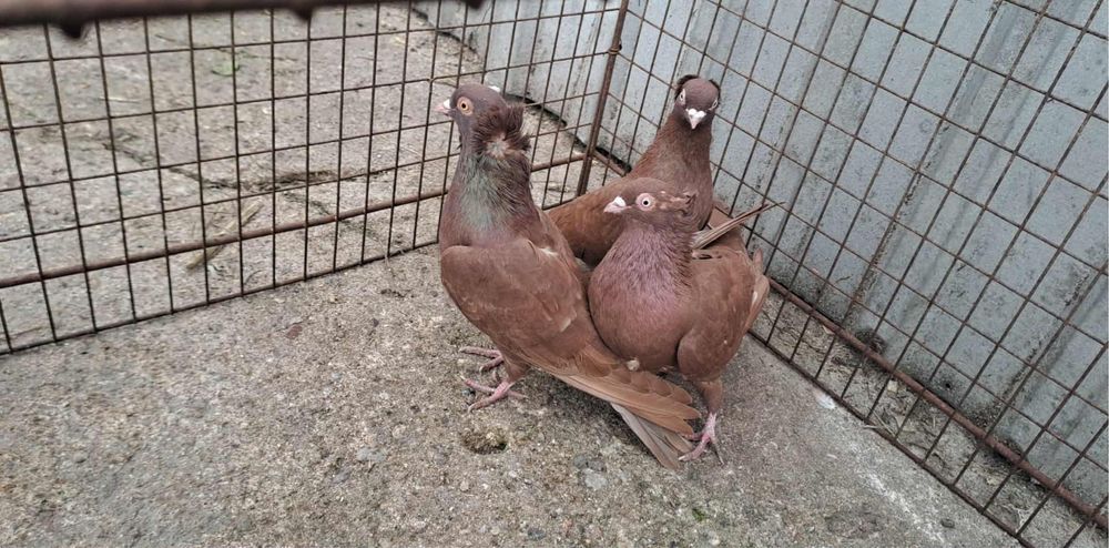 Gołębie wywrotki/wejfry