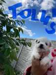 Maltańczyk mini piesek odbior od 12.07.2025