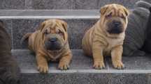 Erragon rudy Shar Pei z rodowodem do rezerwacji, rodzice importy FCI