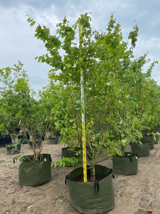 Parrocja perska Vanessa