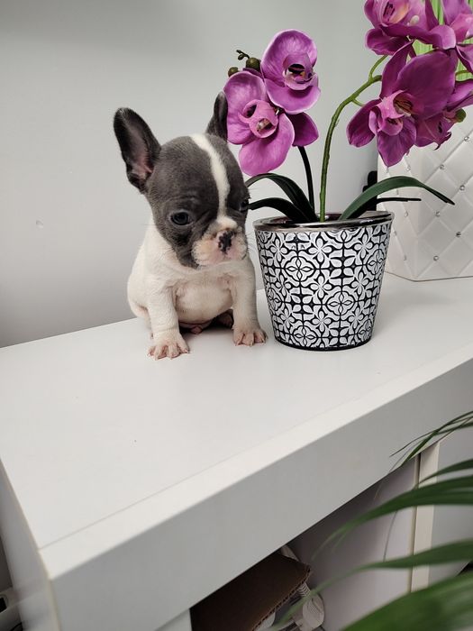 Buldog francuski