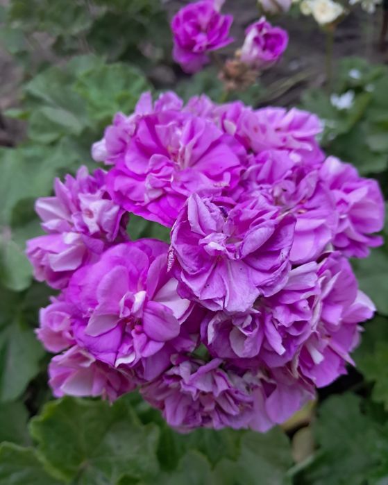 Пелароонія Юзіс Парцифаль.