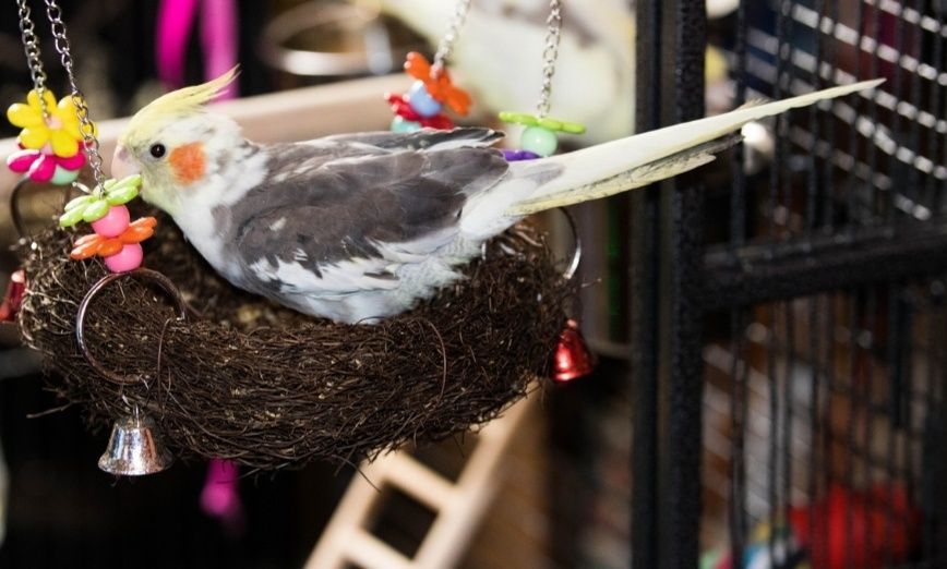 Шикарные малыши попугая корелла возможна доставка