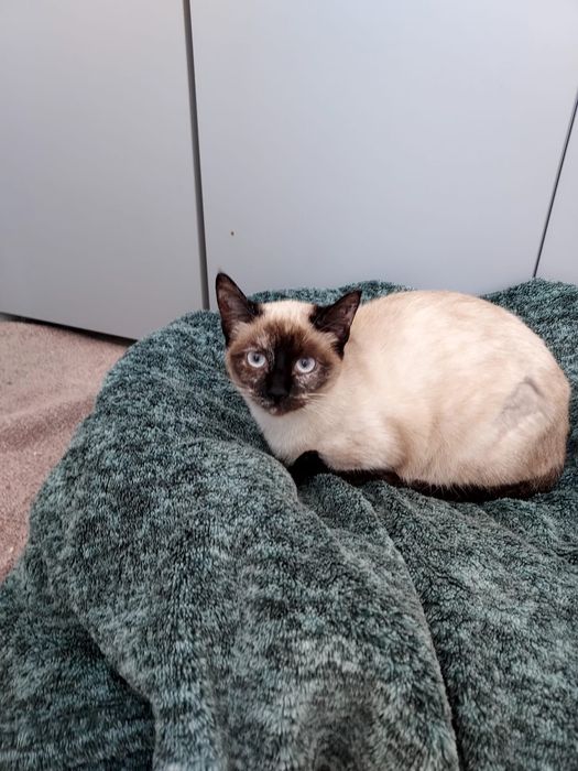 Gatinha esterilizada para adoção