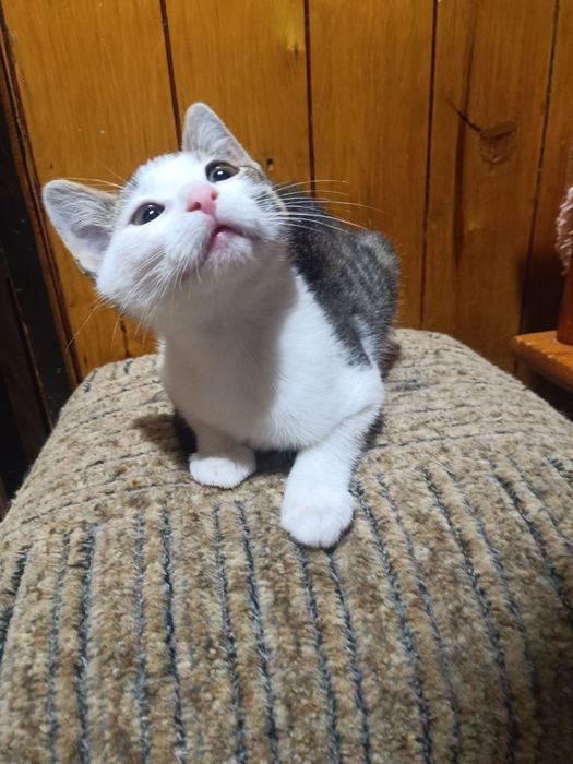 Koteczka Leydi do adopcji