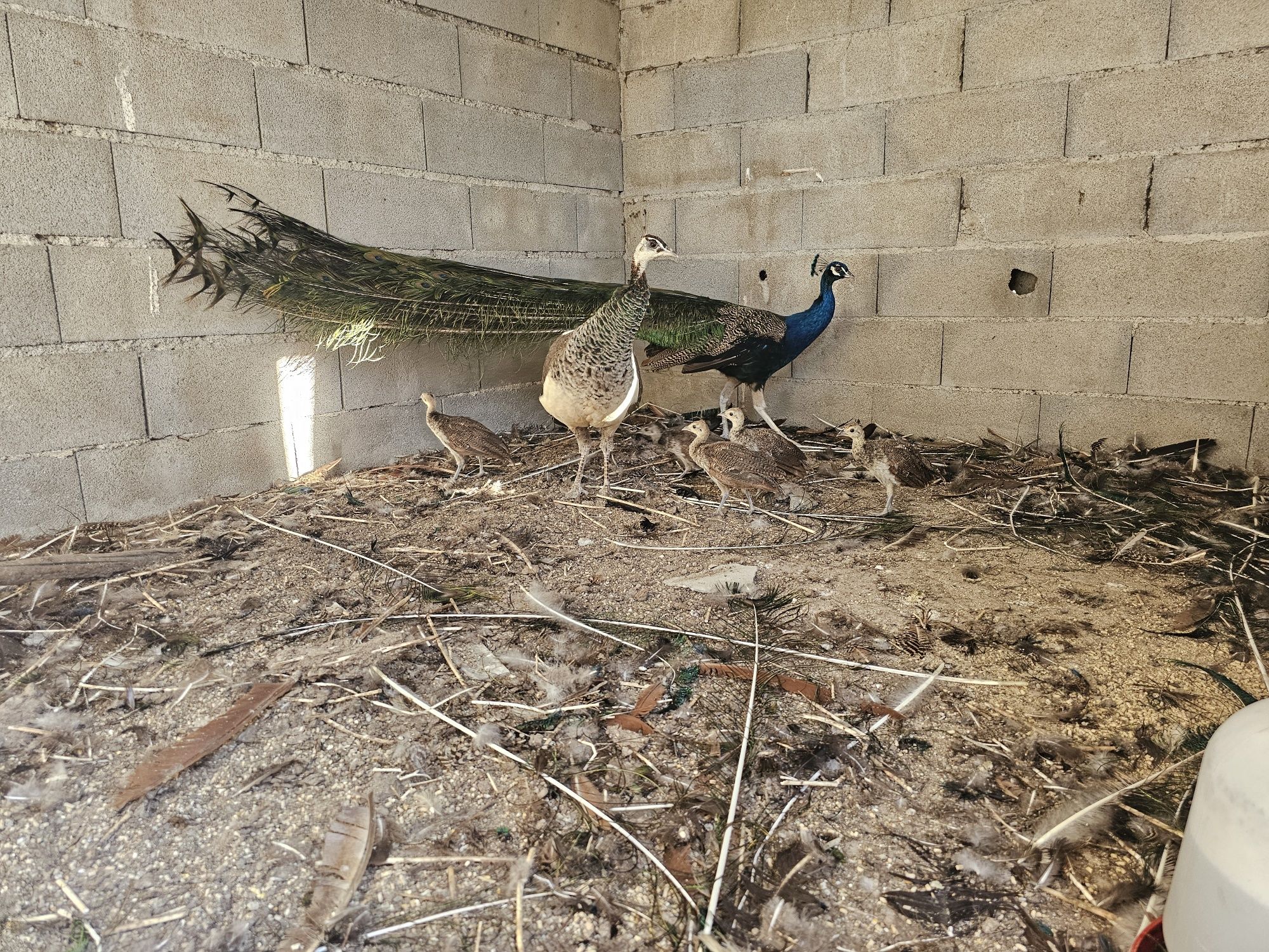 Casal de pavões azuis