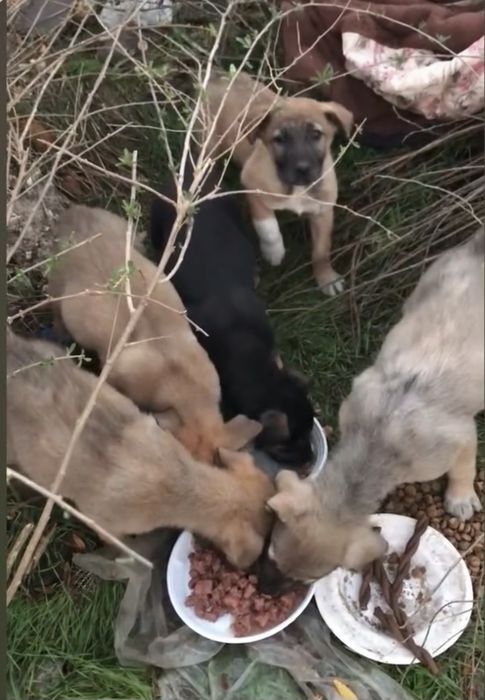 Щенок.  цуцик, собаченя