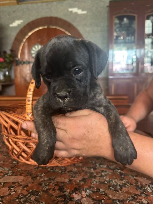 Німецький боскера