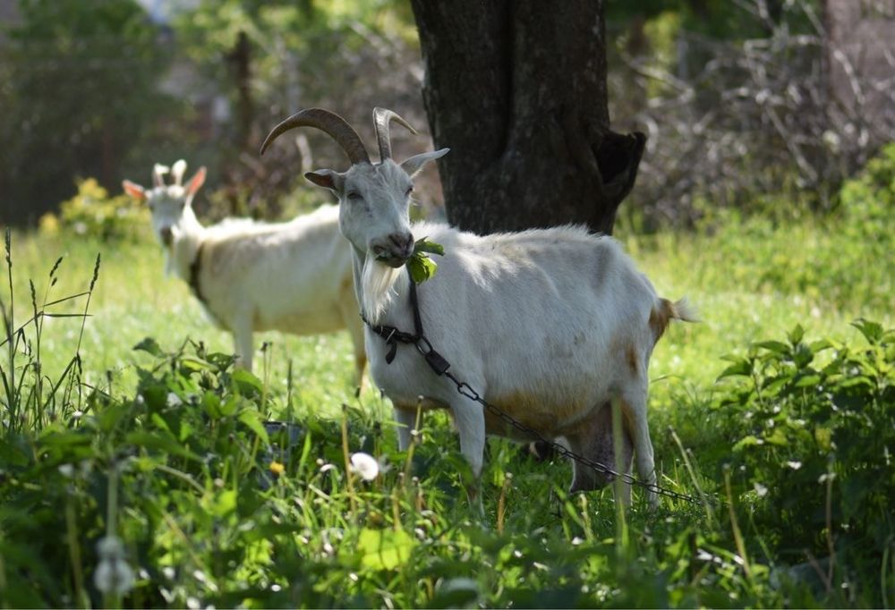 Продам козу дійну