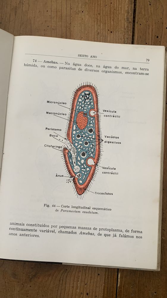 Compêndio de Biologia