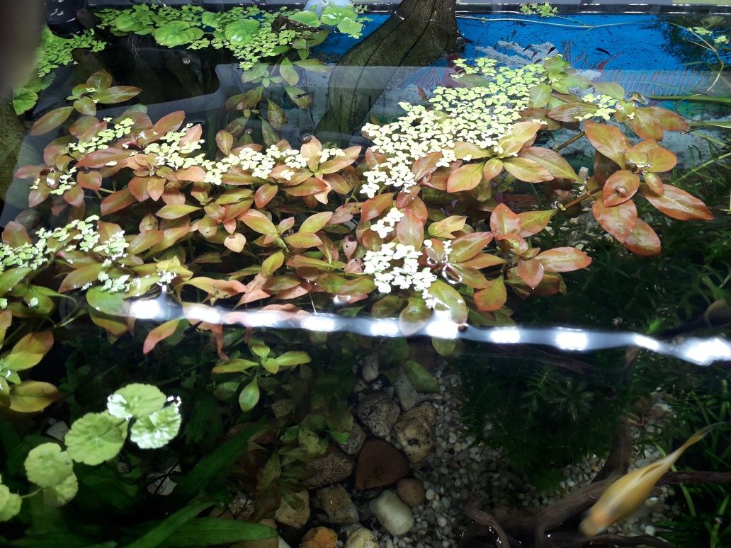 Ludwigia Repens - roślina akwariowa