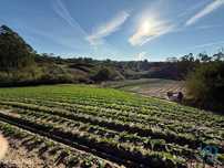 Terreno Agrícola em Atouguia da Baleia de 10840,00 m2
