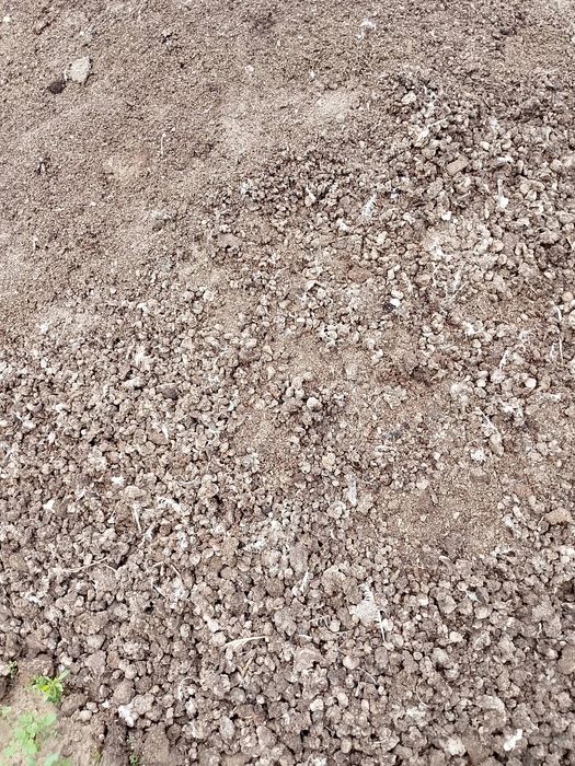 Obornik kurzak bobek