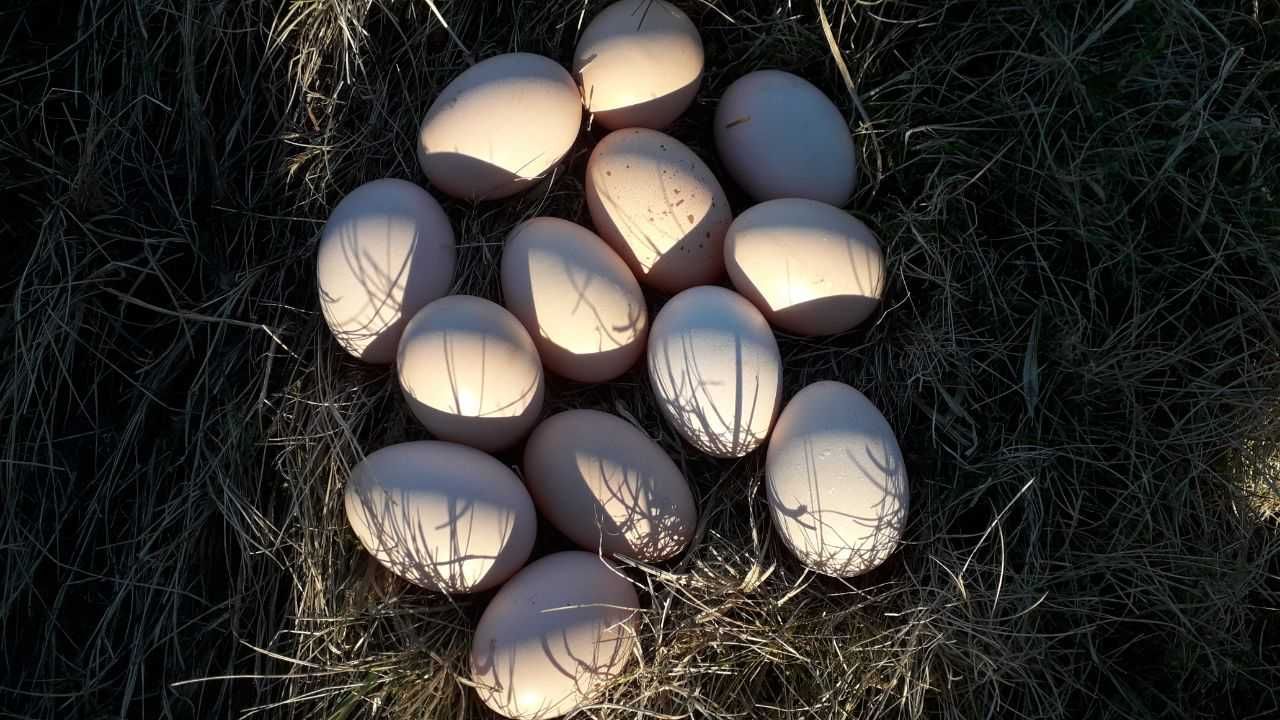 Jaja lęgowe Wyandotte srebrnołuskowanej