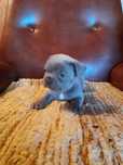 Buldog francuski lilac