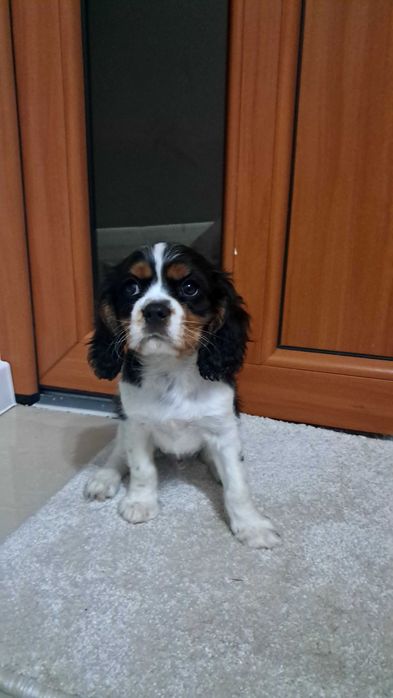 Pieski Cavaliers King Charles spaniel