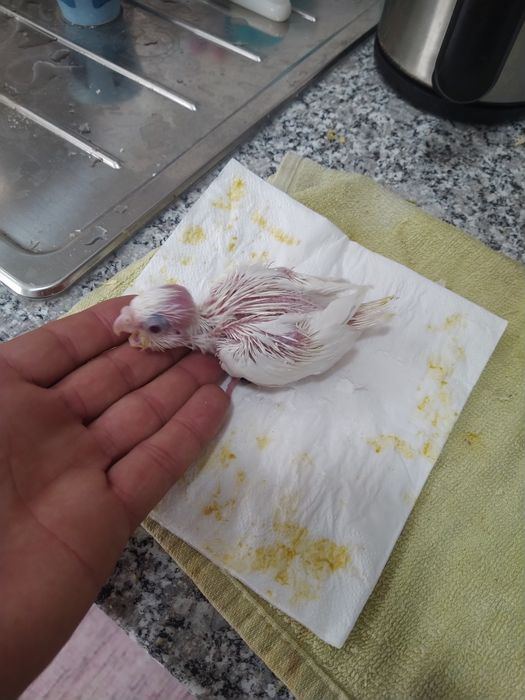 Caturra branca a criar á mão