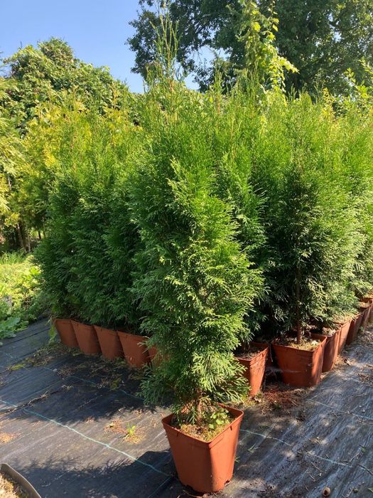Tuja szmaragd własnej produkcji o wys. Ok. 1,2 m