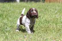 Polski Spaniel Myśliwski - Pies