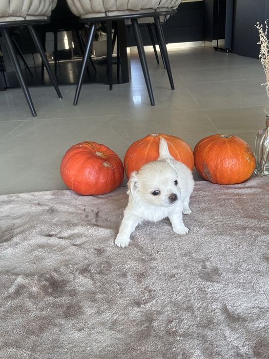 Chihuahua FCI ZKWP Sunia