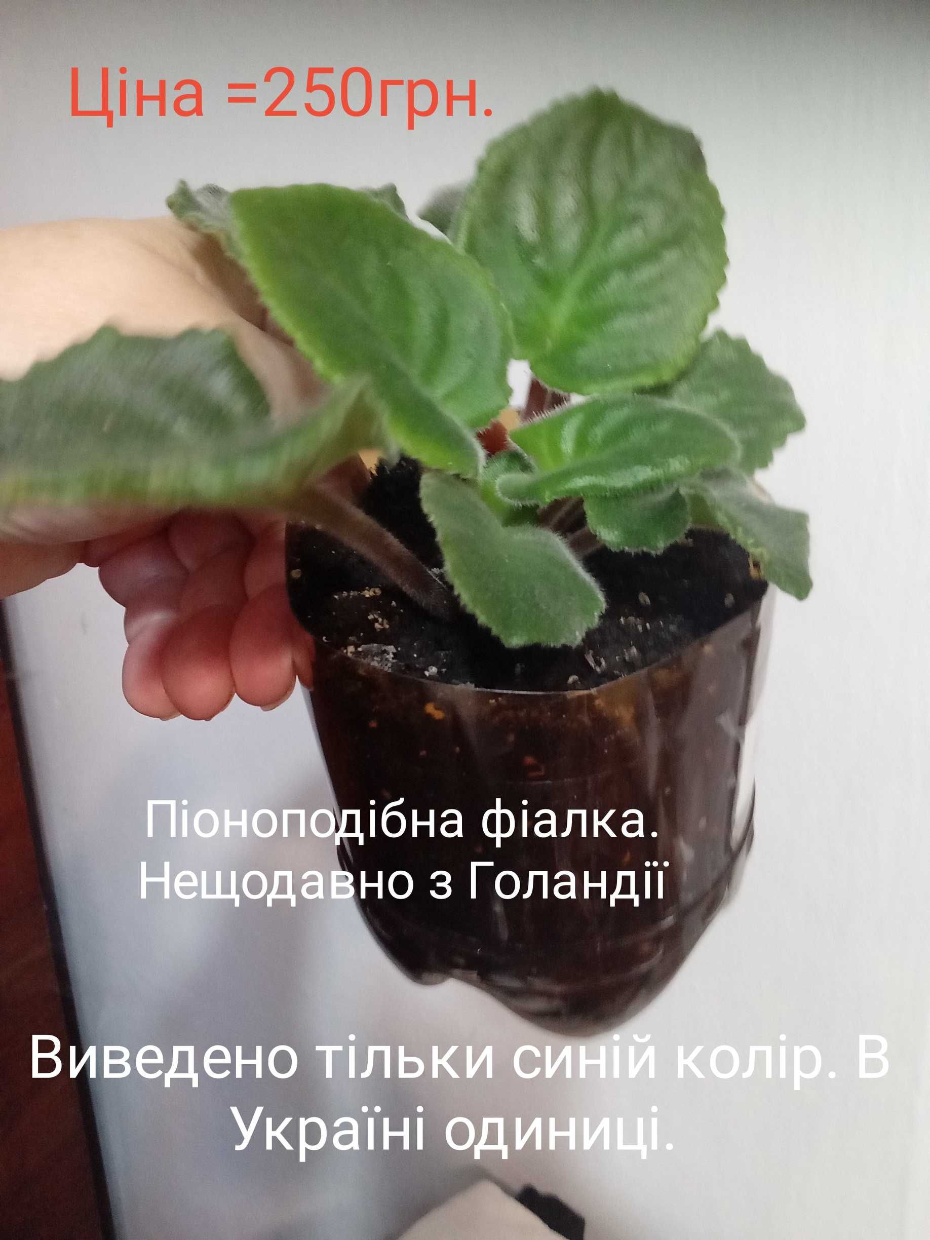 Фіалка піоноподібна