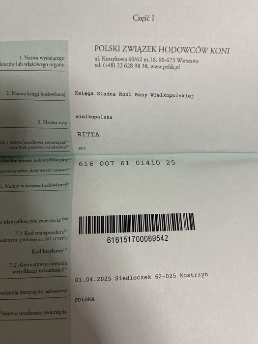 Klacz wielkopolska po Galapagosie 8 msc