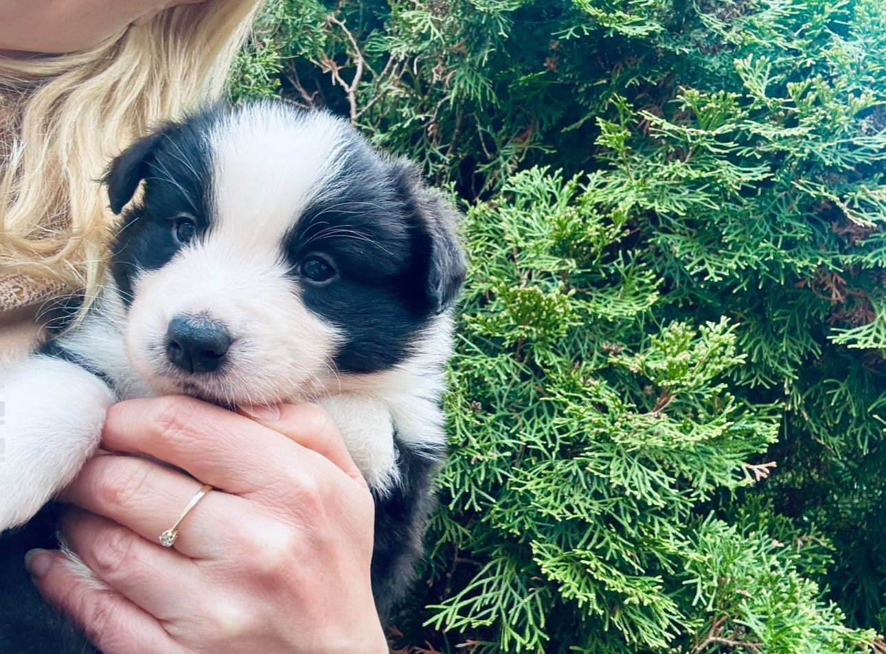 Border Collie FCI ZKwP Szczenię pies piesek Warszawa