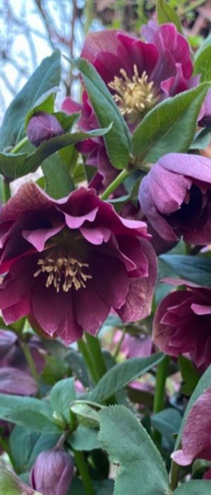 Кампсис, морозник, айва шиповник