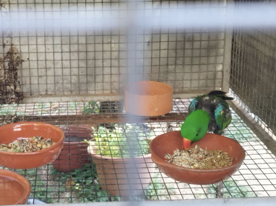 Casal de papagaios Ecletus