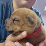 Piesek shar pei z rodowodem zkwp