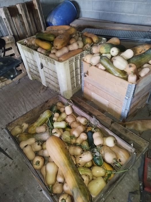 Abóboras para colinaria