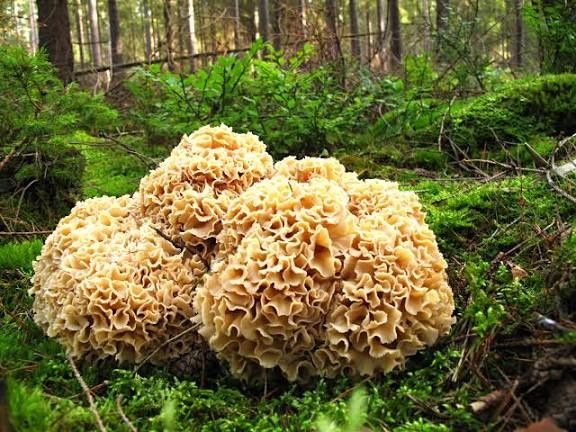 Siedzuń sosnowy ponad 100g Sparassis crispa aromatyczny rarytas z lasu