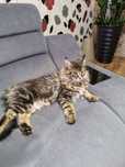 Carmen kotka Maine Coon