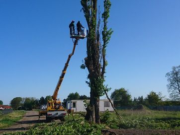 Pielęgnacja Drzew i Karczowanie Terenów Zielonych - Stargard i Okolice