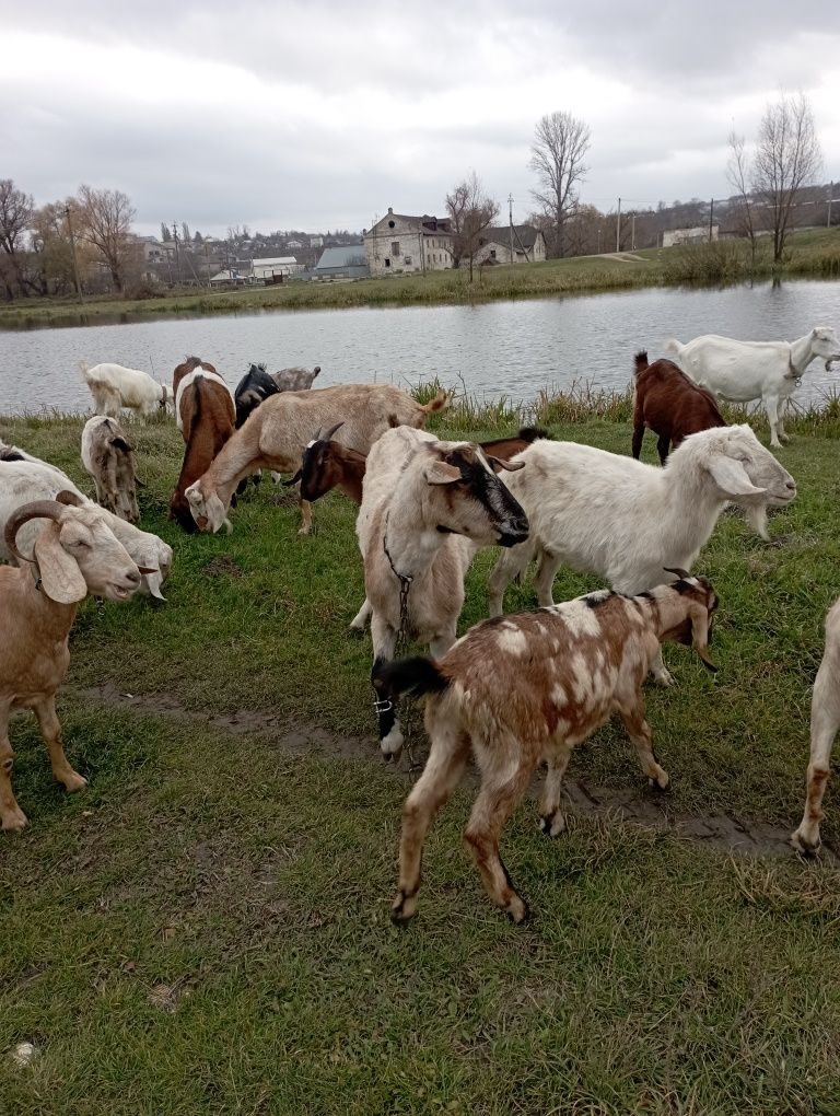 Продам кіз  козенята
