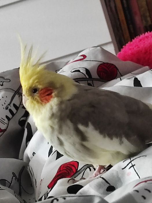 ZAGINĘŁA papużka nimfa