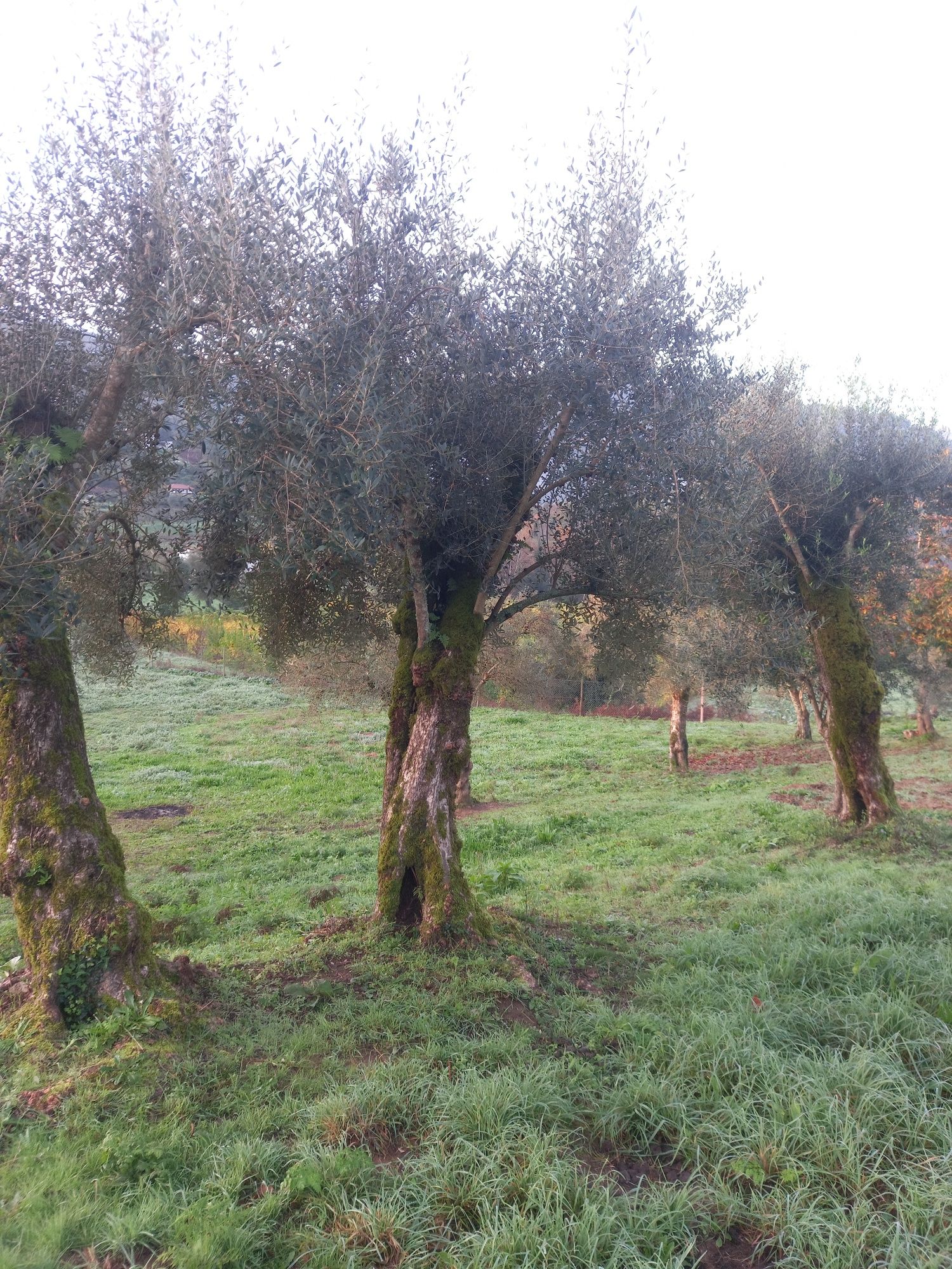 Oliveiras grande porte